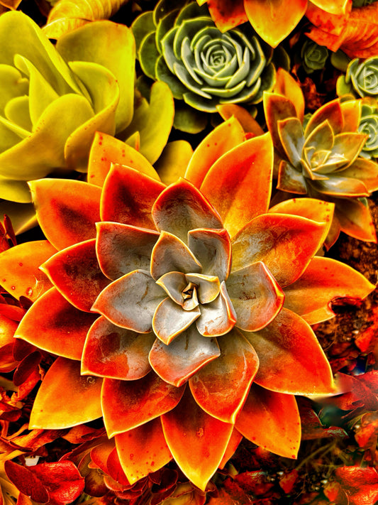 Canvas Prints: Art Collection